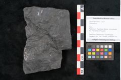 Foto (Objekt + Etikett) von Callipteris sp.  (NHMW-GEO-2024-0188-10910)